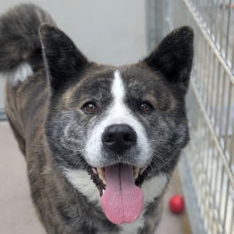 Lucy - Akita - Bild 3