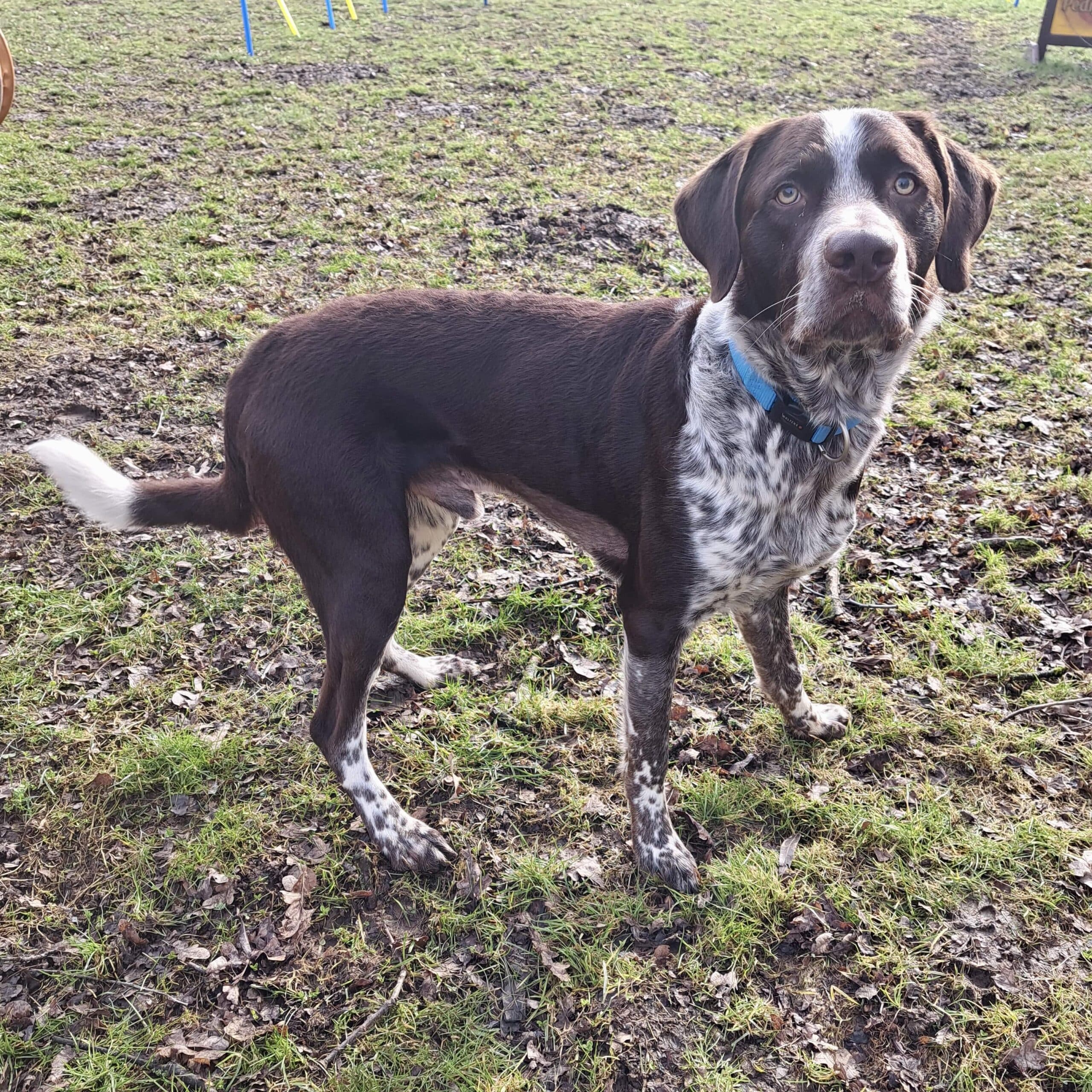 Eddy - Großer Münsterländer - Bild 6