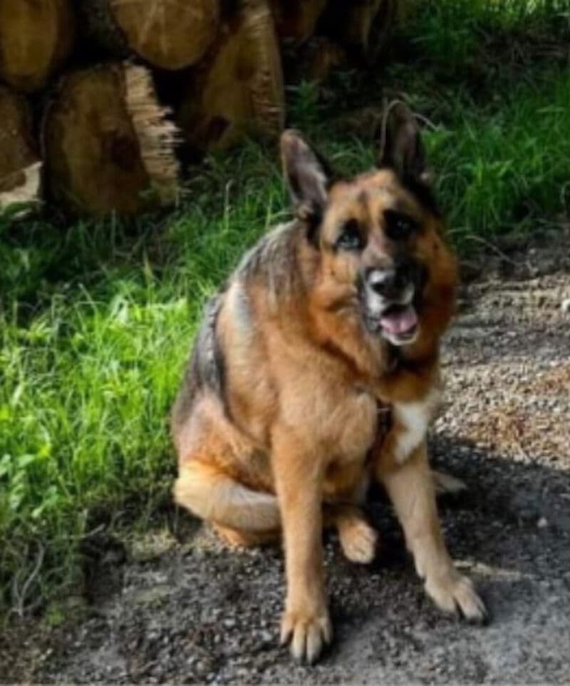 Maxl - Deutscher Schäferhund - Bild 5