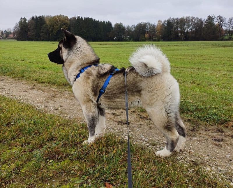 Kaya - - Bild 1