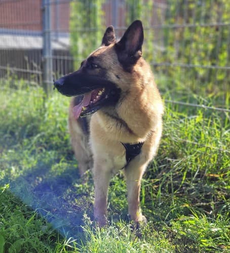 Finja - Deutscher Schäferhund - Bild 3