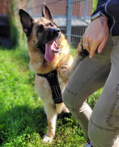 Finja - Deutscher Schäferhund - Bild 4