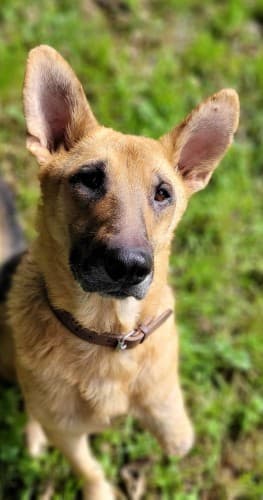 Jack - Deutscher Schäferhund - Bild 2