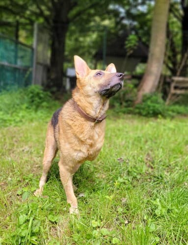 Jack - Deutscher Schäferhund - Bild 6