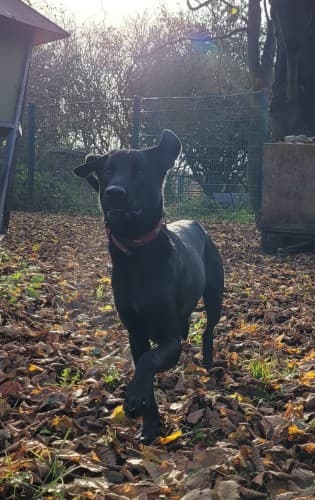 Jason - Labrador Retriever - Bild 2