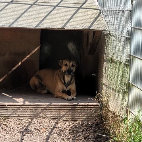 Mickey - Deutscher Schäferhund - Bild 2