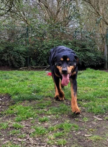 Bingo - Rottweiler - Bild 2