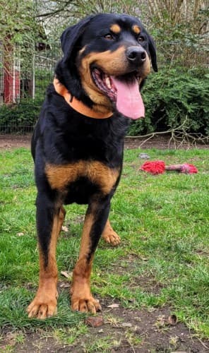 Bingo - Rottweiler - Bild 5