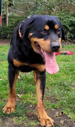 Bingo - Rottweiler - Bild 3