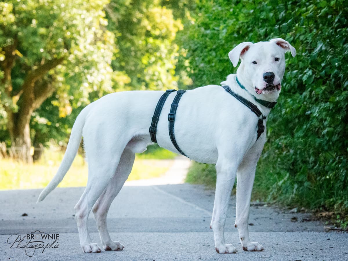 Bones - Dogo Argentino - Bild 3