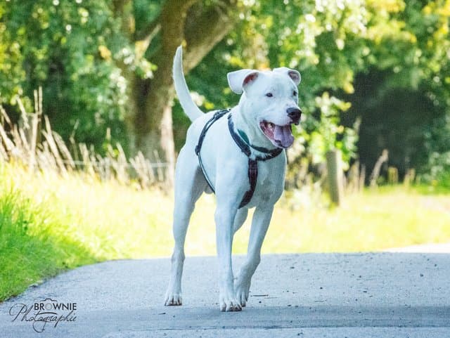 Bones - Dogo Argentino - Bild 13