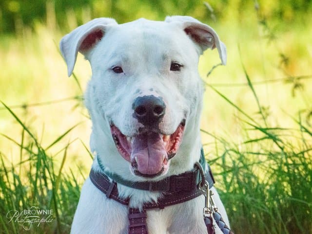 Bones - Dogo Argentino - Bild 11