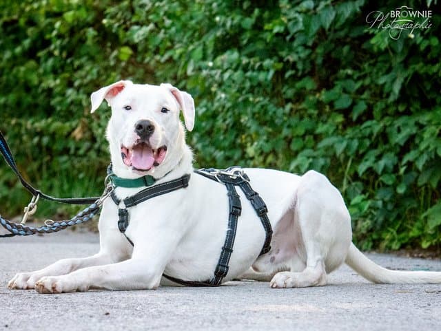 Bones - Dogo Argentino - Bild 19