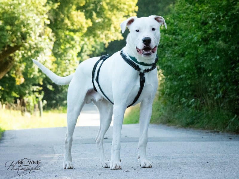 Bones - Dogo Argentino - Bild 16