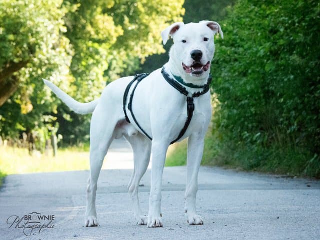 Bones - Dogo Argentino - Bild 17