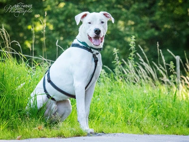 Bones - Dogo Argentino - Bild 7