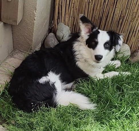 Border Collie-Mix Maza
