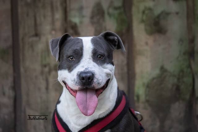 American Staffordshire Terrier-Mix Rocky