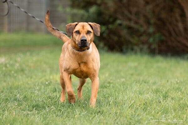 Tiroler Bracke-Mix Bruno