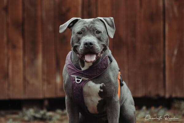 American Staffordshire Terrier-Mix Nala