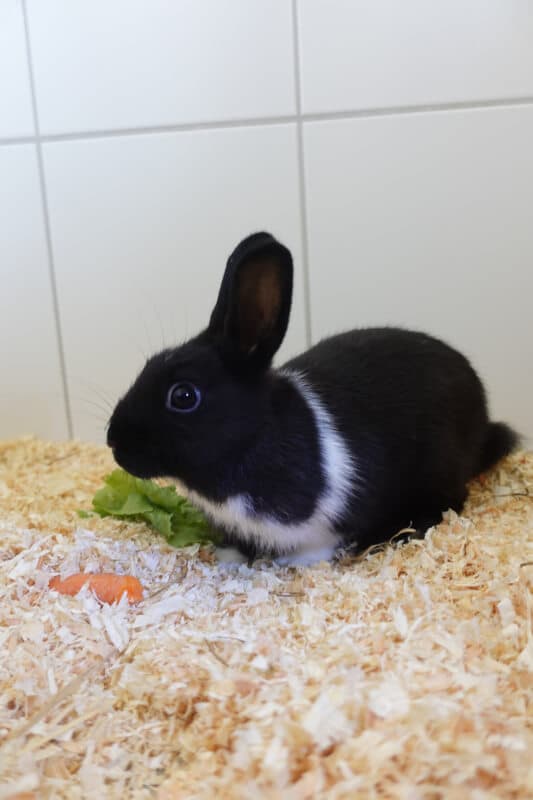 Buddy - American Staffordshire Terrier - Bild 4