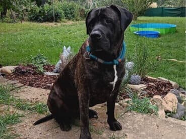 American Staffordshire Terrier-Mix Buddy