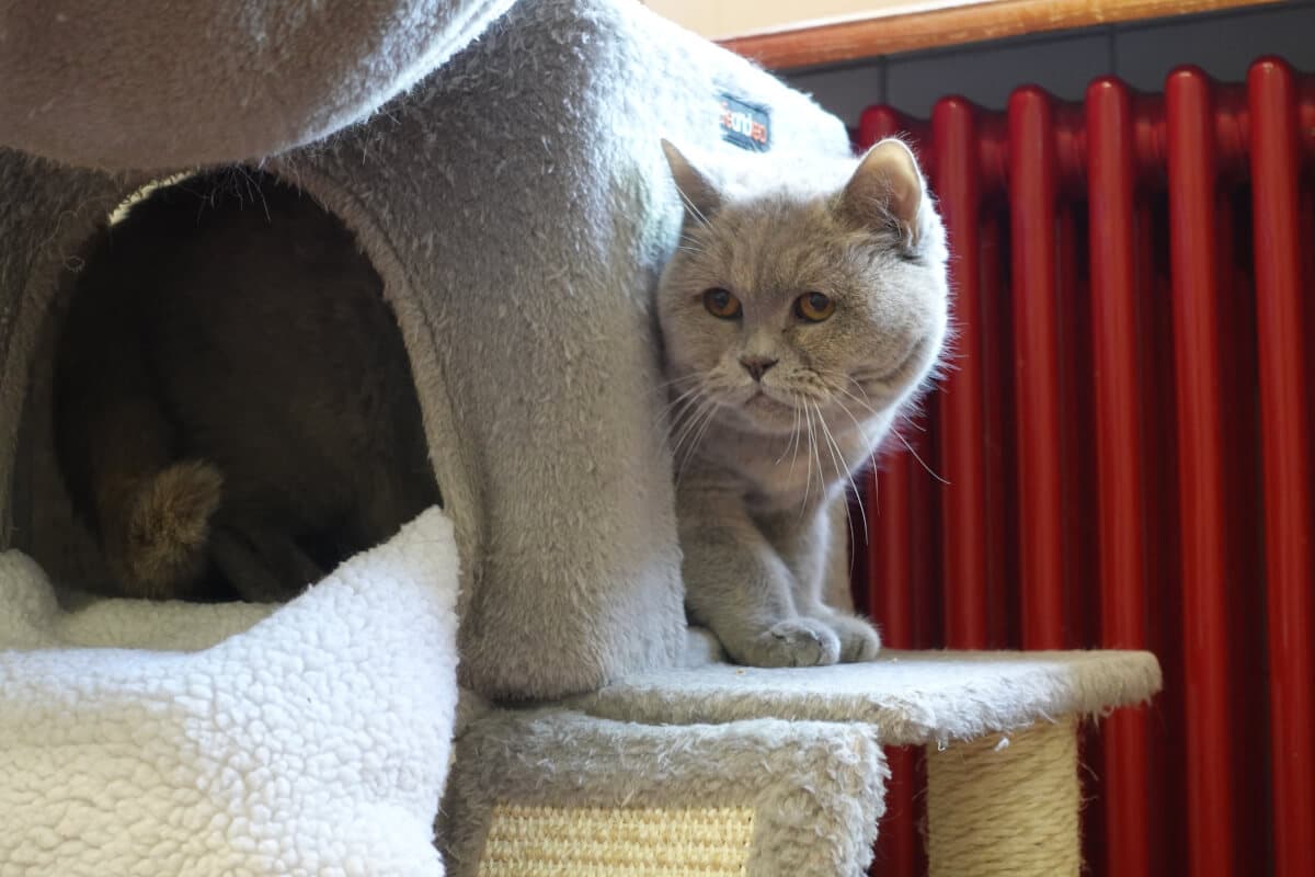 Nala - American Staffordshire Terrier - Bild 9