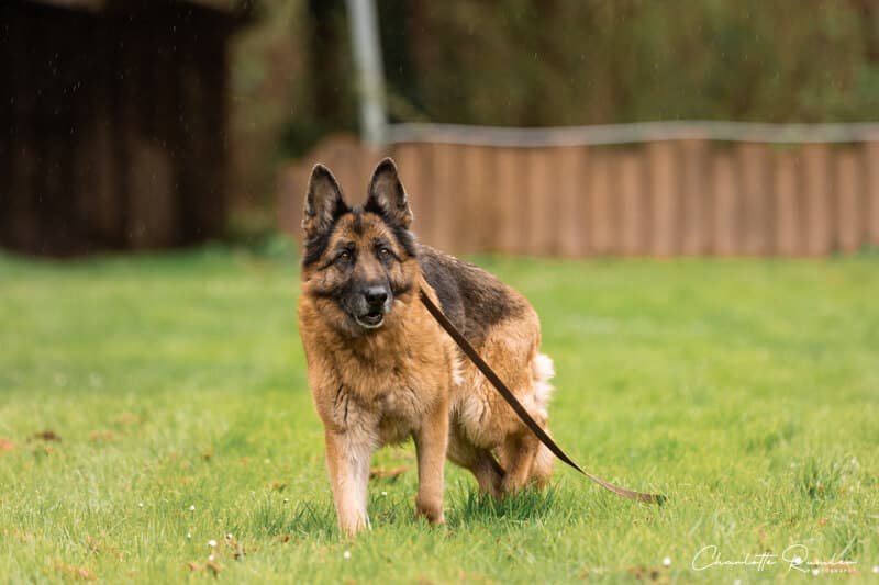 Lana - Deutscher Schäferhund - Bild 5