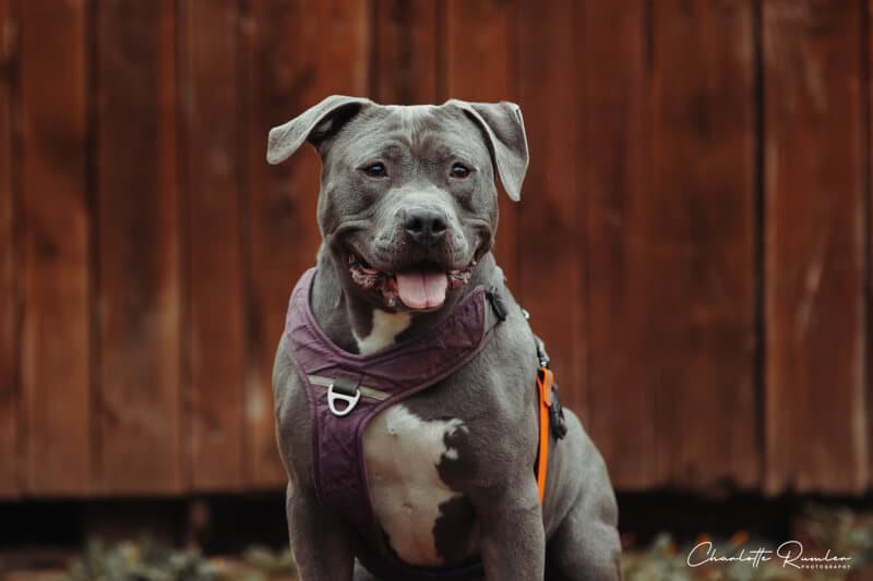 Nala - American Staffordshire Terrier - Bild 4