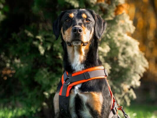 American Staffordshire Terrier-Mix Paco