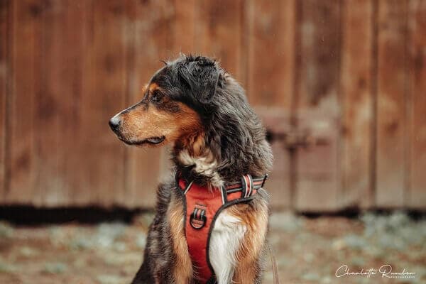 Deutscher Schäferhund Lana