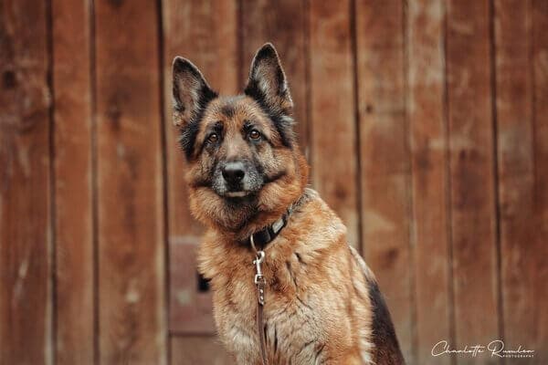 Lana - Deutscher Schäferhund - Bild 2