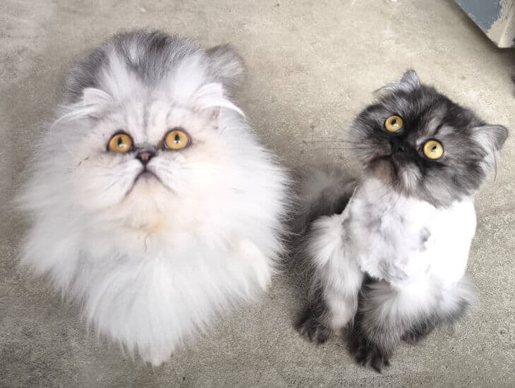 Lana - Deutscher Schäferhund - Bild 8