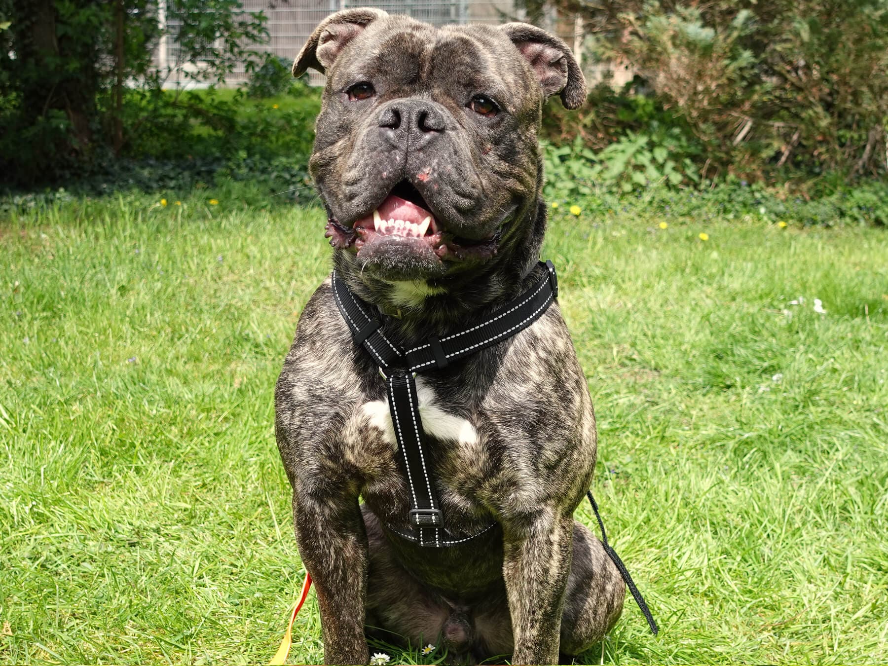 Lana - Deutscher Schäferhund - Bild 6