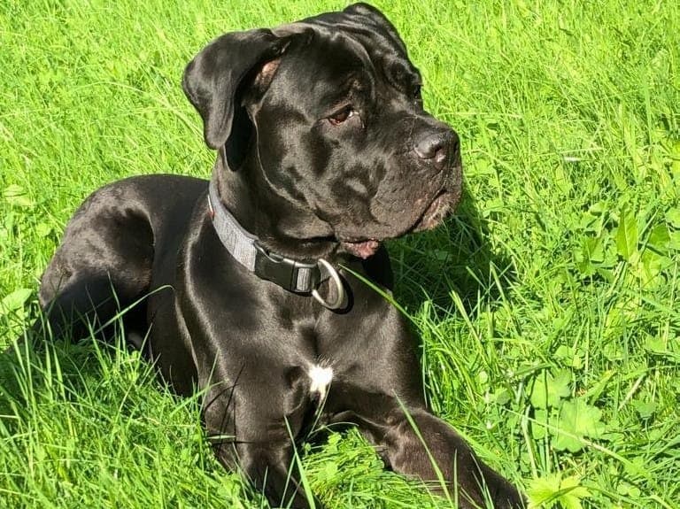 Cane Corso Italiano Buddy