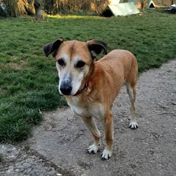 Deutsche Dogge-Mix Max