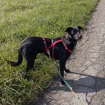 Border Collie-Mix Farina