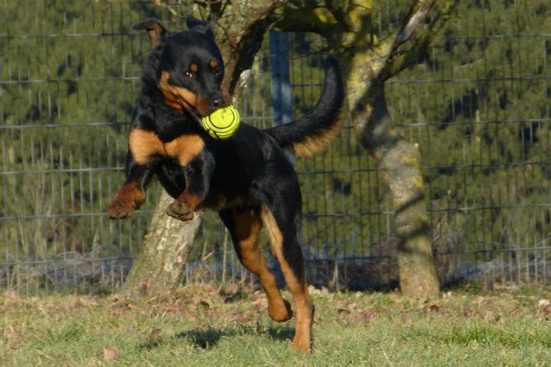Rottweiler-Mix Jambo