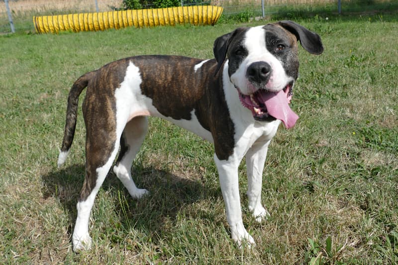 Labrador Retriever-Mix Mirabell