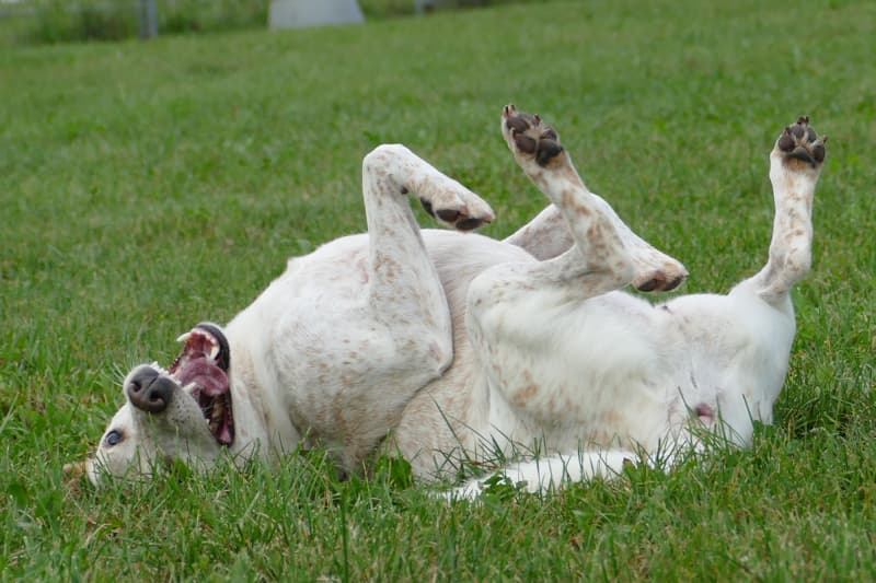 Tonka - Australian Cattle Dog - Bild 3