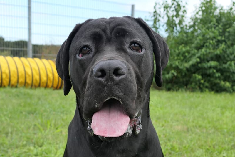 Cane Corso Italiano Fred