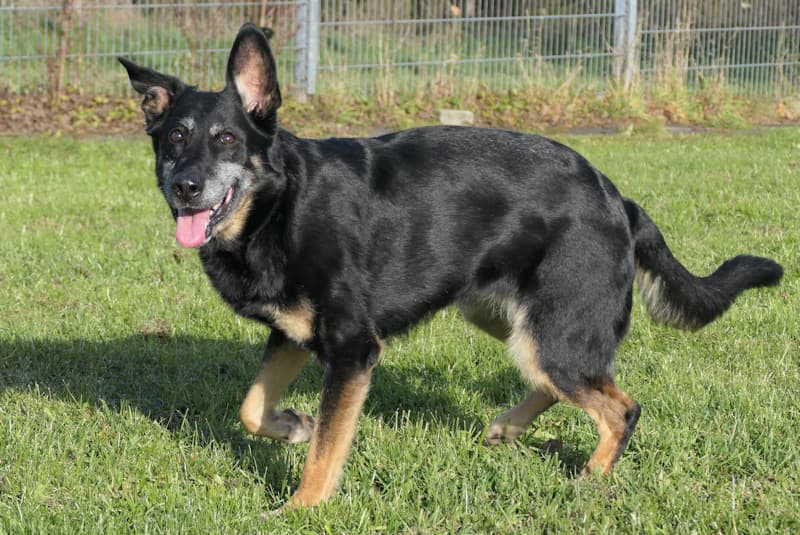 Deutscher Schäferhund Clementine