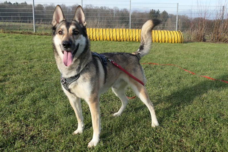 Deutscher Schäferhund-Mix Balton