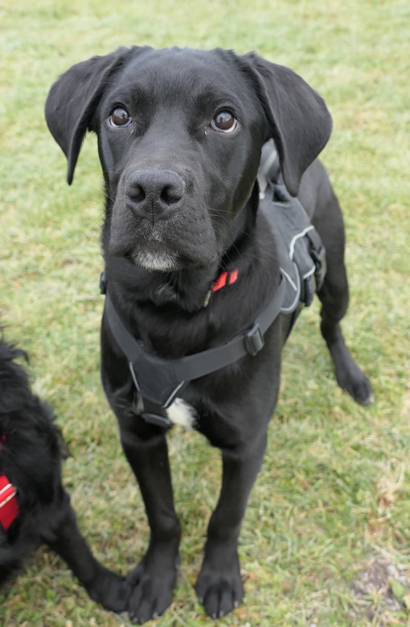 Loki - Cane Corso Italiano - Bild 3