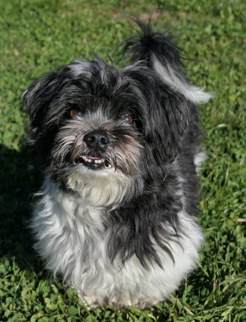 Jack - Havaneser - Bild 2