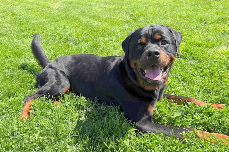 Rottweiler Donut