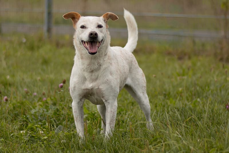 Tonka - Australian Cattle Dog - Bild 3