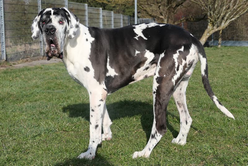 Deutsche Dogge-Mix Ramazotti