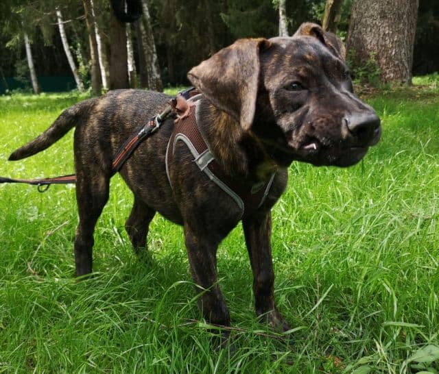 Salvatore - - Bild 6