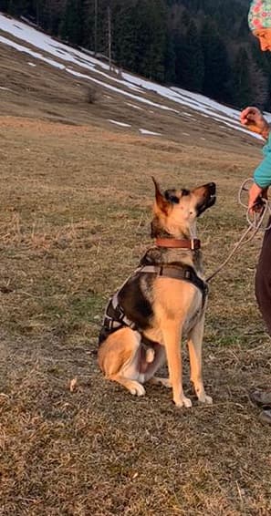 Deutscher Schäferhund-Mix Noah